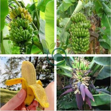 Edible Banana Tree &acirc;��Dwarf Lady Finger&acirc;�� (Musa acuminata) 200 Seeds