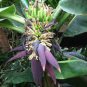 Edible Banana Tree &acirc;��Dwarf Lady Finger&acirc;�� (Musa acuminata) 200 Seeds