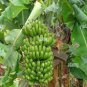 Edible Banana Tree ‘Dwarf Lady Finger’ (Musa acuminata) 200 Seeds