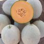 Colorful Ellipse Sweet Melon 40 Seeds