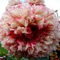 Rare Flemish Antique Corn Poppy Flowers 200 Seeds