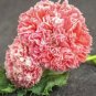 Rare Flemish Antique Corn Poppy Flowers 200 Seeds
