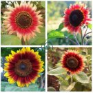 Evening Sun Sunflower  40 Seeds