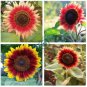 Evening Sun Sunflower  40 Seeds
