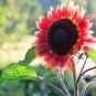 Evening Sun Sunflower  40 Seeds