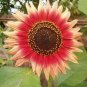 Evening Sun Sunflower  40 Seeds