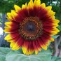 Evening Sun Sunflower 40 Seeds