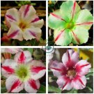 'Five Stars' Green Desert Rose,  Petals Adenium Obesum 4 Seeds