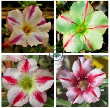 'Five Stars' Green Desert Rose,  Petals Adenium Obesum 4 Seeds