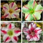 'Five Stars' Green Desert Rose,  Petals Adenium Obesum 4 Seeds