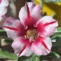 'Five Stars' Green Desert Rose,  Petals Adenium Obesum 4 Seeds