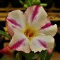 'Five Stars' Green Desert Rose,  Petals Adenium Obesum 4 Seeds