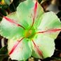 'Five Stars' Green Desert Rose, Petals Adenium Obesum 4 Seeds