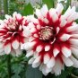 Red White Dahlia Pinnata Flower 40 Seeds