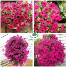 Heirloom Beautiful Rose Red Petunia Bonsai Flowers 200 Seeds