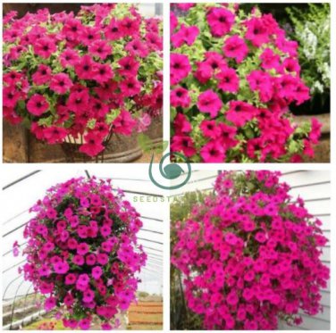 Heirloom Beautiful Rose Red Petunia Bonsai Flowers 200 Seeds
