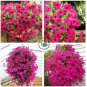 Heirloom Beautiful Rose Red Petunia Bonsai Flowers 200 Seeds