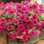 Heirloom Beautiful Rose Red Petunia Bonsai Flowers 200 Seeds