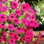 Heirloom Beautiful Rose Red Petunia Bonsai Flowers 200 Seeds