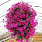 Heirloom Beautiful Rose Red Petunia Bonsai Flowers 200 Seeds