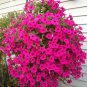 Heirloom Beautiful Rose Red Petunia Bonsai Flowers 200 Seeds