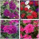 Verbena hybrida Voss Perennial Plant  160 Seeds