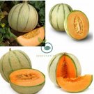 Heirloom Blenheim Orange Melon 20 Seeds