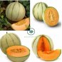 Heirloom Blenheim Orange Melon 20 Seeds