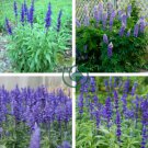 Victoria Salvia farinacea Sage Perennial Flower 60 Seeds