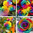 Rainbow Colorful Rose Shrub Flower 400 Seeds