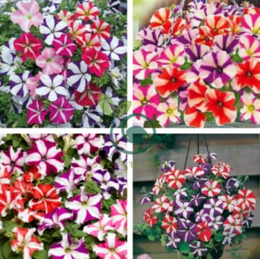 Petunia Compacta Nana F2 Petunia Star Dwarf Mixed 400 Seeds