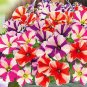 Petunia Compacta Nana F2 Petunia Star Dwarf Mixed 400 Seeds