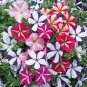 Petunia Compacta Nana F2 Petunia Star Dwarf Mixed 400 Seeds