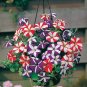 Petunia Compacta Nana F2 Petunia Star Dwarf Mixed 400 Seeds