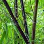 Taihang Black Bamboo 70 Seeds