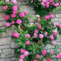 Pink Climbing Rose 200 Seeds