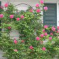 Pink Climbing Rose 200 Seeds