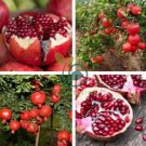Punica granatum Favorite Delicious Small Pomegranate Fruit 40 Seeds