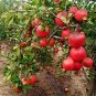 Punica granatum Favorite Delicious Small Pomegranate Fruit 40 Seeds