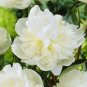 Rare 'White King' Double Corrugated Peony Flower 10 Seeds