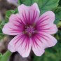 Mallow Mystic Merlin Beautiful Hardy Perennial Species 60 Seeds
