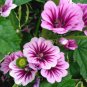 Mallow Mystic Merlin Beautiful Hardy Perennial Species 60 Seeds
