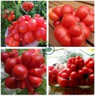 Unusual Rare Heirloom Reisetomate Tomato Lycopersicon lycopersicum 200 Seeds