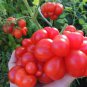 Unusual Rare Heirloom Reisetomate Tomato Lycopersicon lycopersicum 200 Seeds