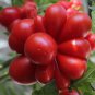 Unusual Rare Heirloom Reisetomate Tomato Lycopersicon lycopersicum 200 Seeds