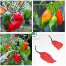 Bhut Jolokia Indian Ghost Pepper Scoville Over 1,000,000 30 Seeds