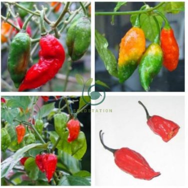 Bhut Jolokia Indian Ghost Pepper Scoville Over 1,000,000 30 Seeds
