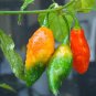 Bhut Jolokia Indian Ghost Pepper Scoville Over 1,000,000 30 Seeds