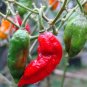 Bhut Jolokia Indian Ghost Pepper Scoville Over 1,000,000 30 Seeds