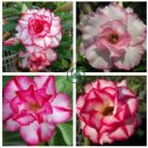 Small 'Carnation' Typed Adenium Obesum Desert Rose  4 Seeds
